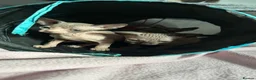 Sphynx cats for sale: Kittens are looking for new homes. - Advert 23