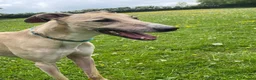 Lurcher dogs for adoption: Lenny - Lurcher for Adoption in Wells - Advert 5