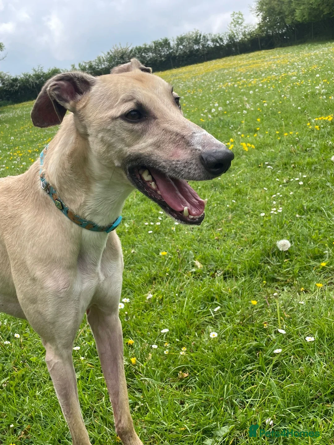Lurcher dogs for adoption: Lenny - Lurcher for Adoption in Wells - Advert 5