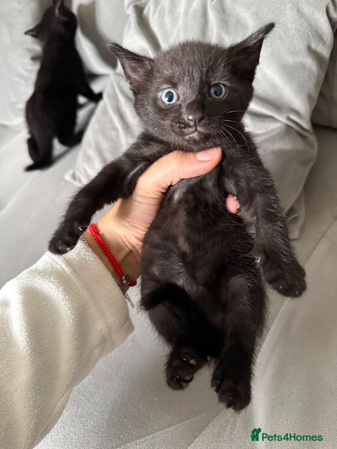 Mixed Breed cats for sale: Adorable Kittens Looking for Their Forever Homes - Advert 11