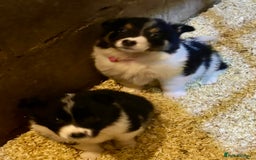 Border Collie dogs for sale: Beautiful Border Collie Pups - Image 5