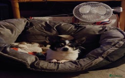 Mixed Breed dogs for sale: 7 year old chihuahua mix - Image 1