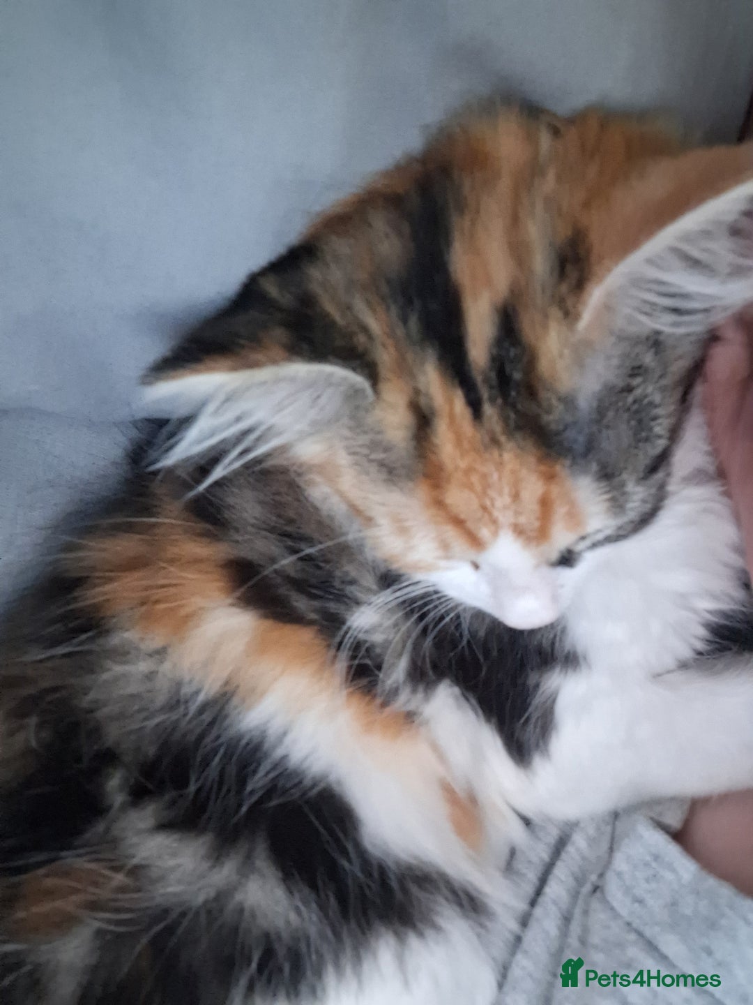 Mixed Breed cats for sale: Stunning long haired Calico girl - Image 6