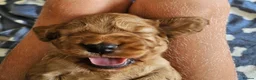 Cocker Spaniel dogs for sale: Beautiful Golden Girl  - Advert 7