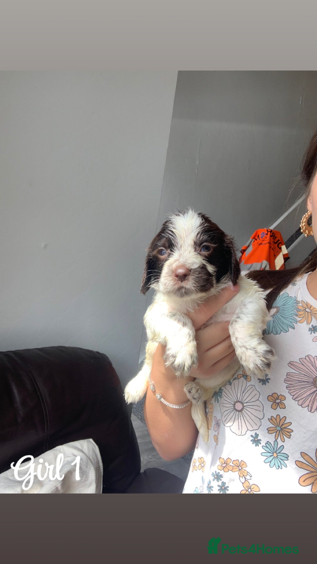 Cocker Spaniel dogs for sale: Cocker spaniel pups - Image 7