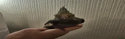 Mixed Breed birds for sale: Tame Kakariki and cockatiel chicks  - Advert 14