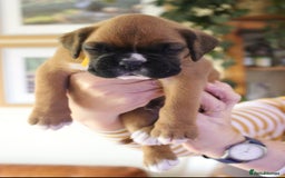 Boxer dogs for sale: KC Boxer Puppies for sale 4 Dogs 2 Bitches - Image 9