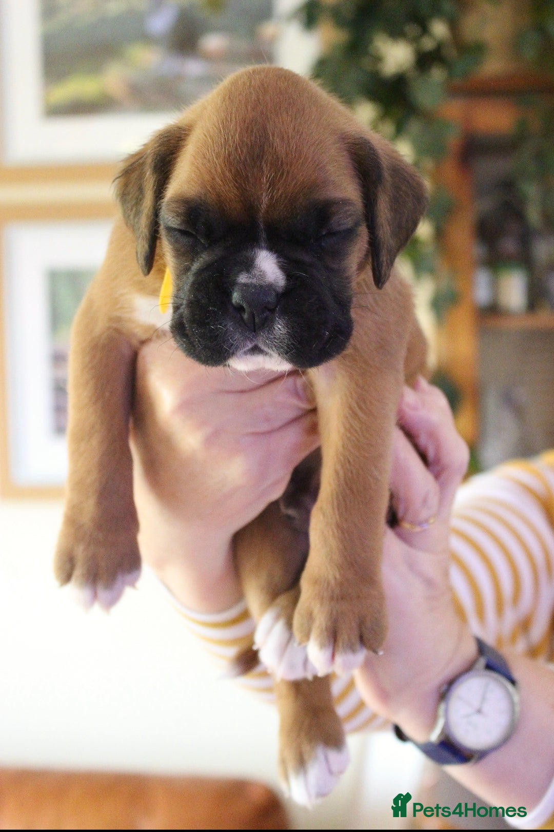 Boxer dogs for sale: KC Boxer Puppies for sale 4 Dogs 2 Bitches - Image 9
