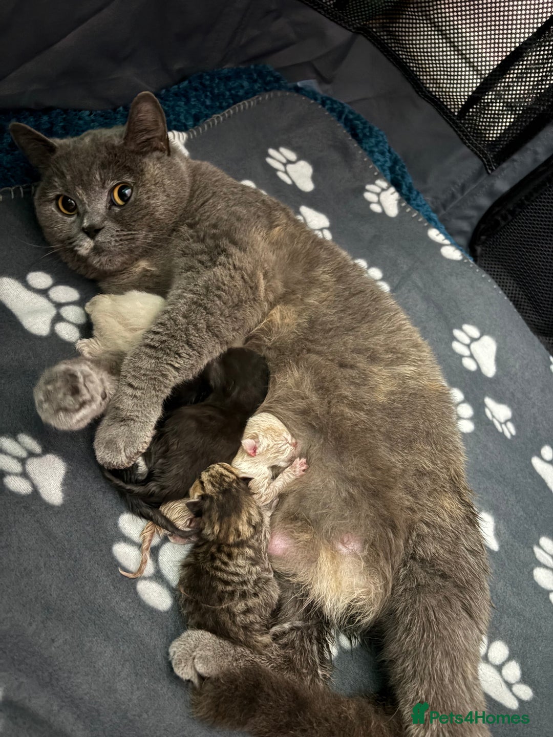 British Shorthair cats for sale: Luna’s Litter 🩶 - Image 9