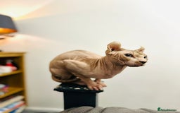 Sphynx cats for stud: Red elf stud muffin sphynx  - Image 3