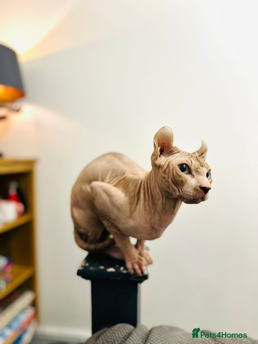 Sphynx cats for stud: Red elf stud muffin sphynx  - Image 3