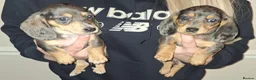 Dachshund dogs for sale: Miniature dachshunds boys and girls  - Advert 6