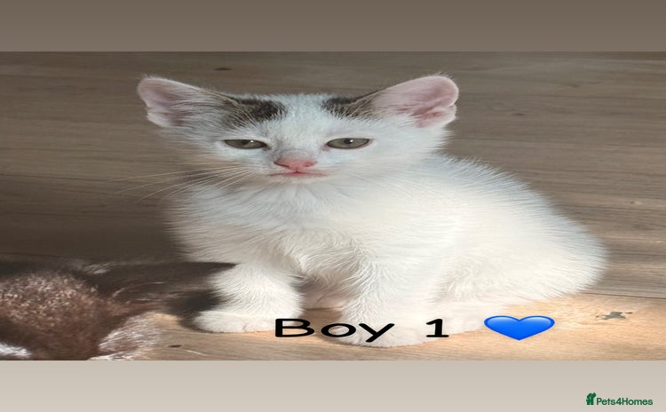 Mixed Breed cats - Advert 1