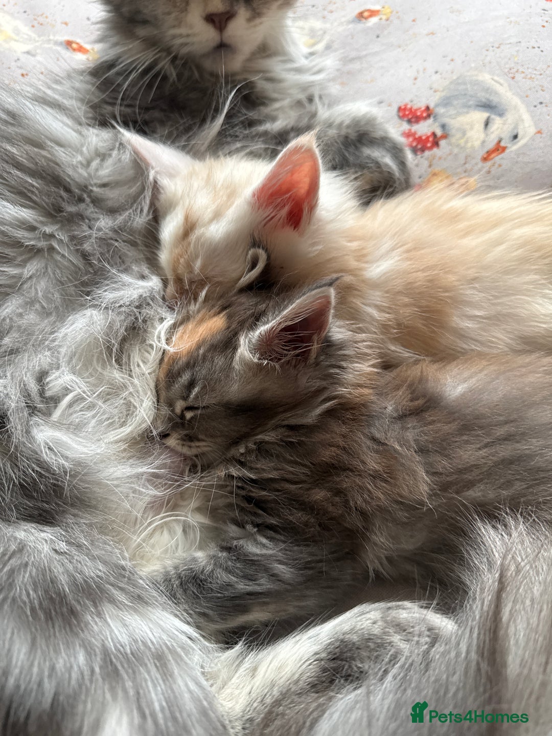 Maine Coon cats for sale: Superb full pedigree Maine Coon Kittens  - Advert 6