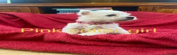 West Highland Terrier dogs for sale: Beautiful West Highland puppies for sale - Advert 6