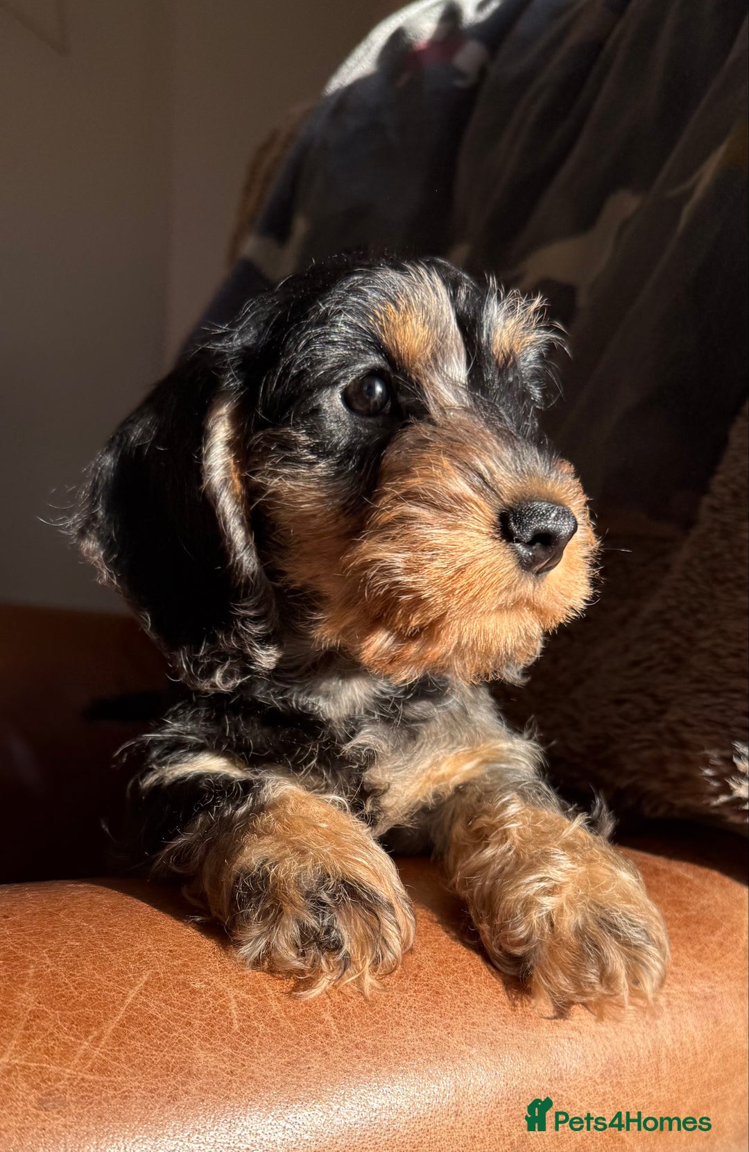 Miniature Dachshund dogs for sale: KC registered mini wires - Advert 2