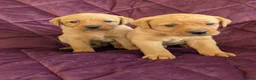 Labrador Retriever dogs for sale: Kc registered labrador puppies - Advert 17