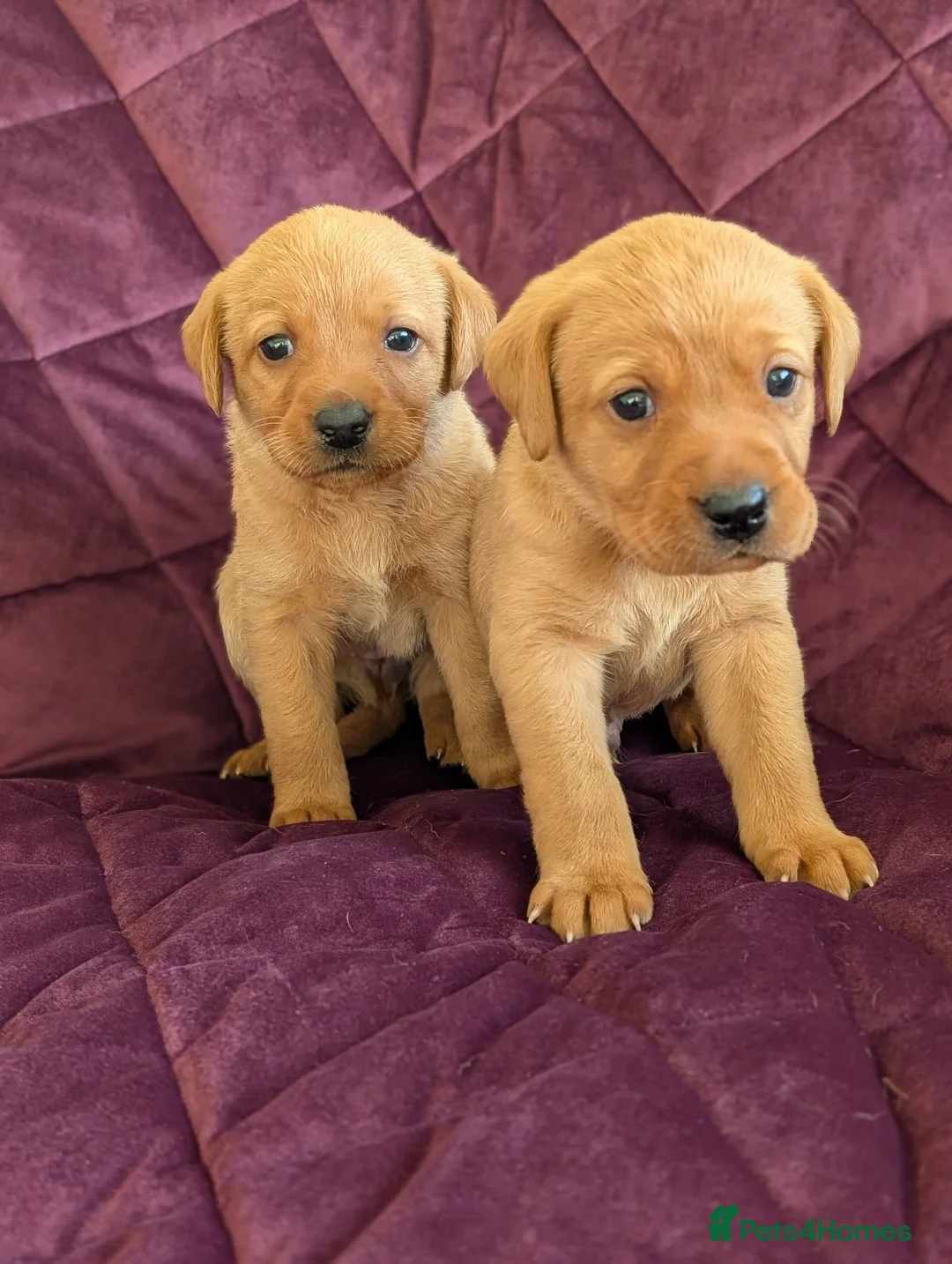 Labrador Retriever dogs for sale: Kc registered labrador puppies - Advert 17