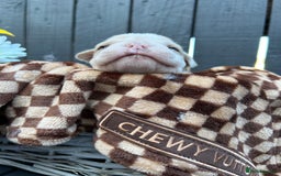 Olde English Bulldogge dogs for sale: MUST SEE OLDE ENGLISH PUPPIES!!  - Image 29