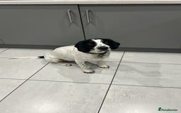 Mixed Breed dogs for sale: Ralph - 4 yr old Springer - Image 1