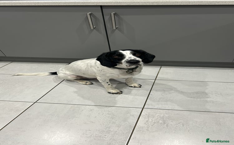 Mixed Breed dogs - Advert 1