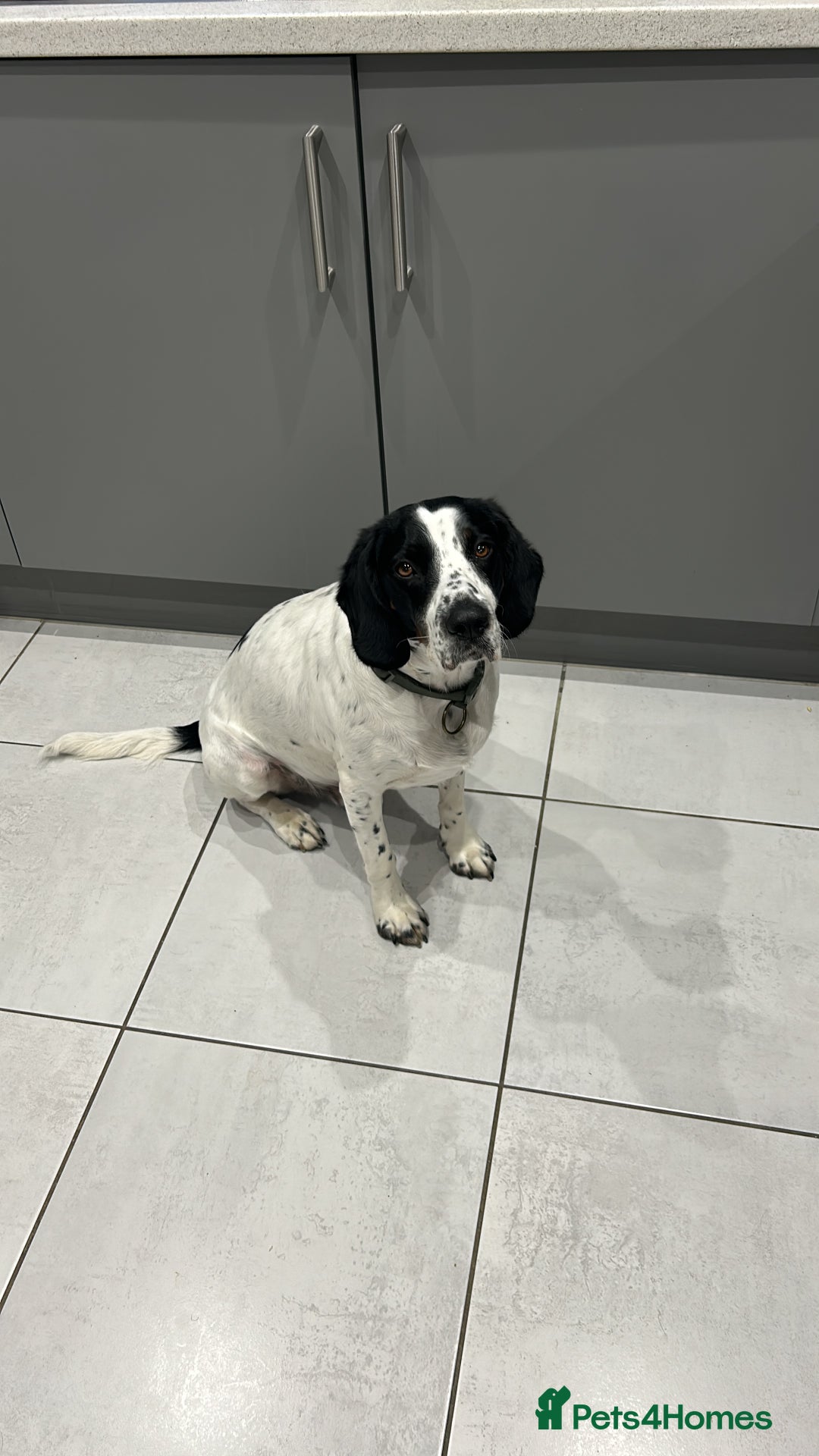 Mixed Breed dogs for sale: Ralph - 4 yr old Springer - Image 1