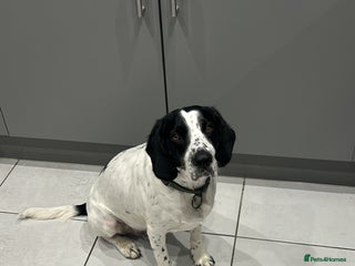 Mixed Breed dogs - Advert 17