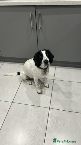 Mixed Breed dogs - Advert 2