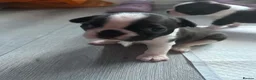 Boston Terrier dogs for sale: 5 BEAUTIFUL BOSTON TERRIER PUPPIES  - Advert 16