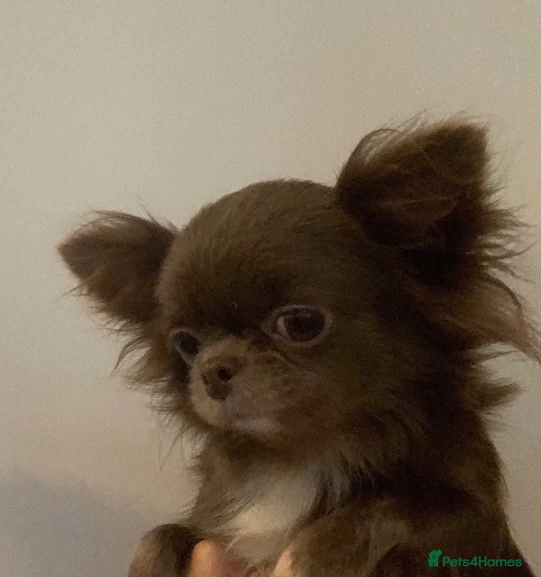 Chihuahua dogs for sale: BEAUTIFUL LILAC LONGCOAT GIRL - Advert 2