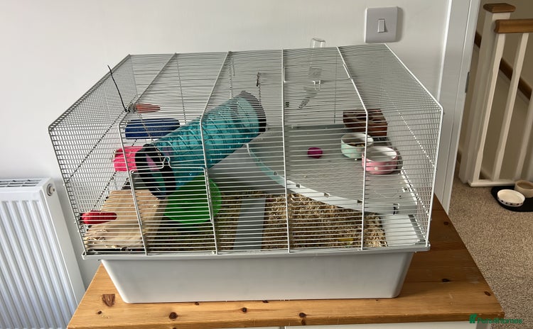 Hamster rodents - Advert 16