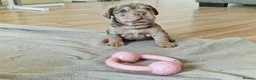 Mixed Breed dogs for sale: Only 1 Girl left! Ready to leave in a week!  - Advert 21