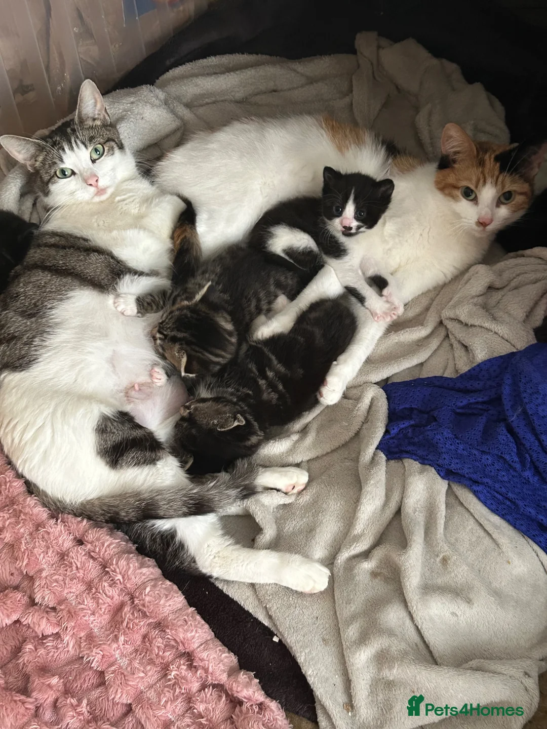 Mixed Breed cats for sale: Ragdoll/MixedBreed Kitten - Advert 2
