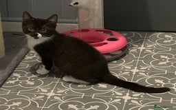 Mixed Breed cats for sale: Ragdoll x sphynx babies - Image 4