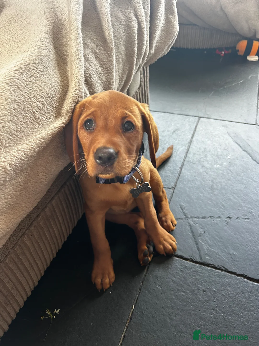 Labrador Retriever dogs for sale: Red fox lab puppy  - Advert 2