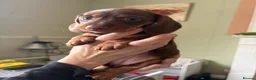 Dachshund dogs for sale: Very small miniature dachshund girl - Advert 10
