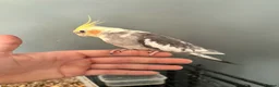 Cockatiels birds for sale: Handtame female cockatiel  - Advert 3