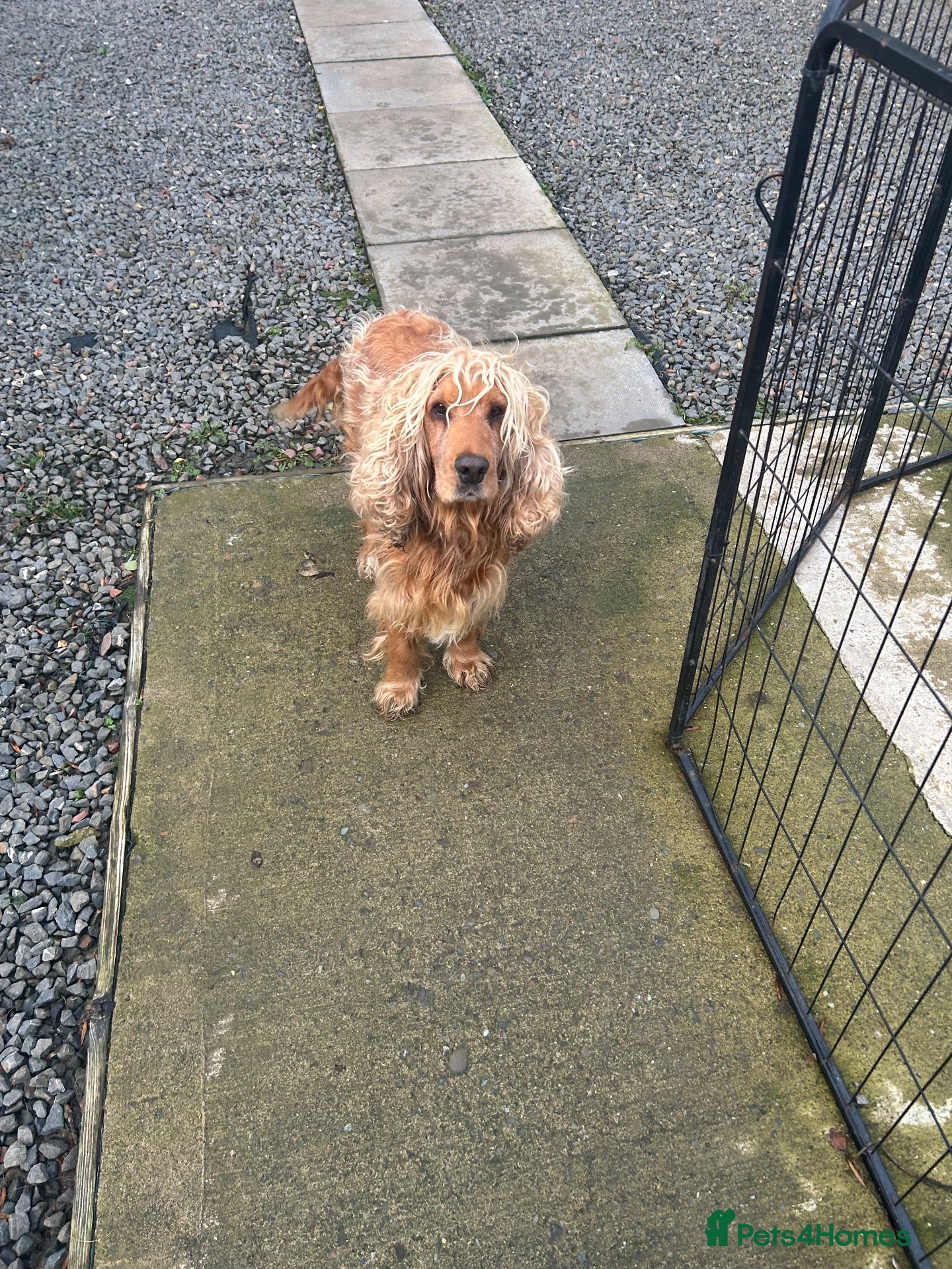 Cocker Spaniel dogs for sale: Show cocker spaniel puppies  - Advert 2