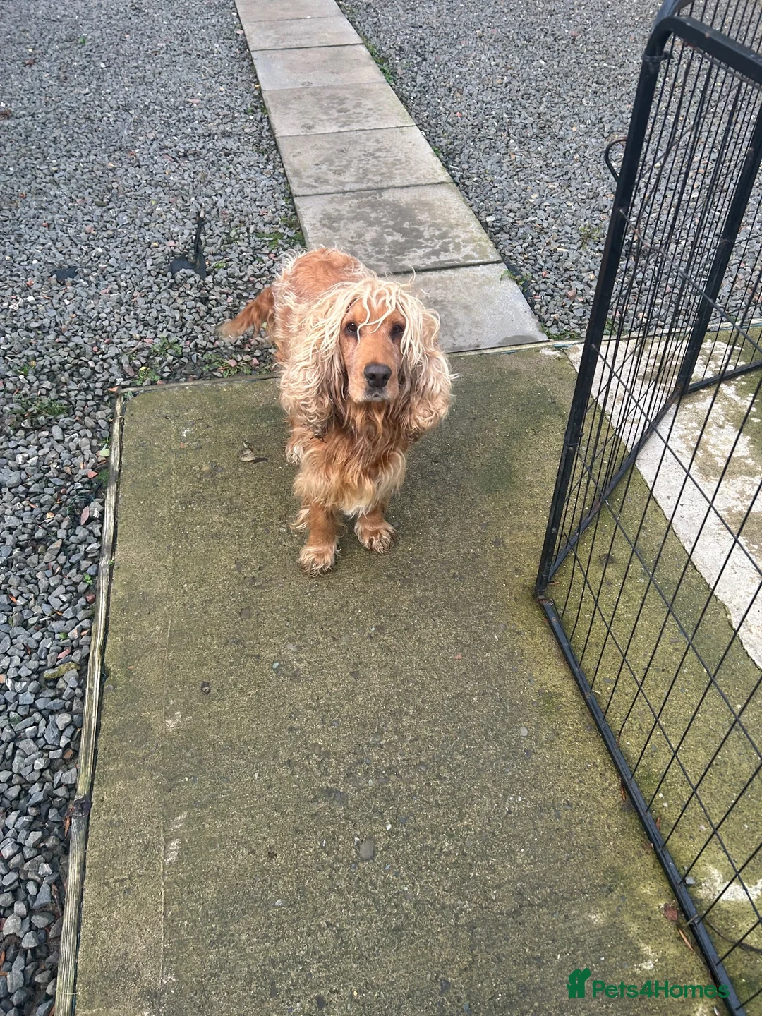 Cocker Spaniel dogs for sale: Show cocker spaniel puppies  - Advert 2