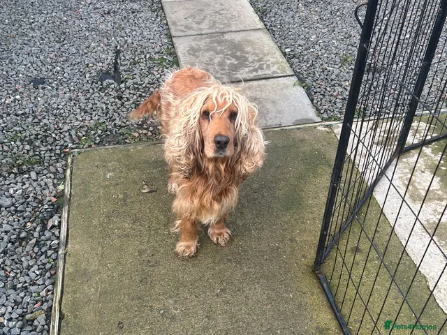 Cocker Spaniel dogs for sale: Show cocker spaniel puppies - Advert 2