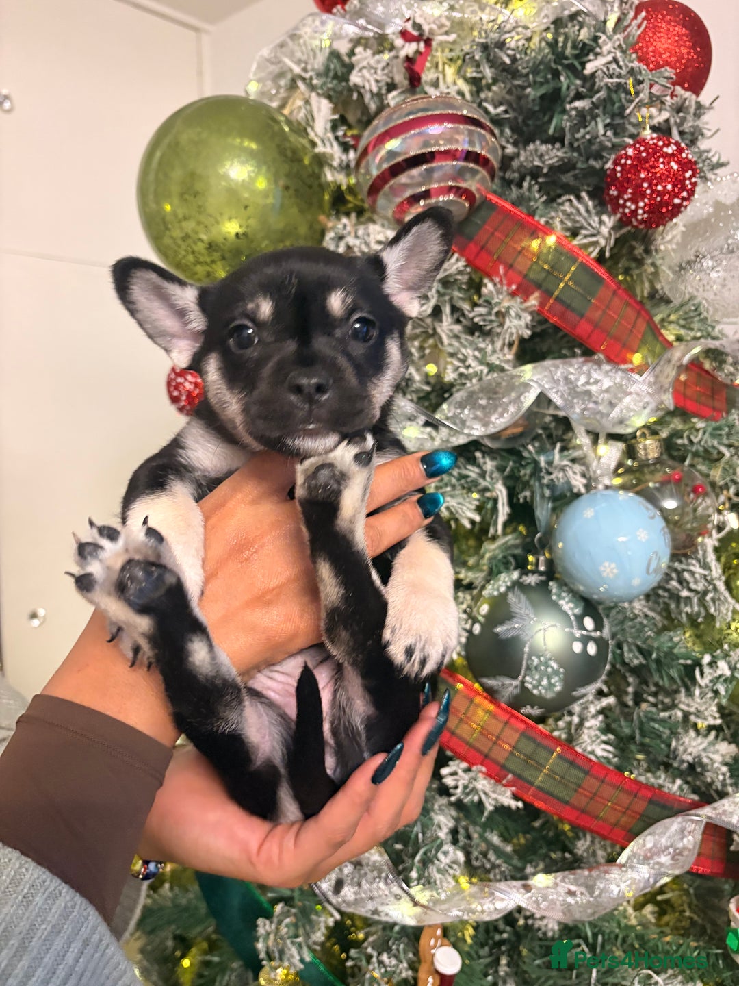 Mixed Breed dogs for sale: ❄️ Frenchski Sisters Looking for Loving families  - Advert 6