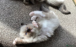 Ragdoll cats for sale: Adorable Ragdoll Kittens - Image 8