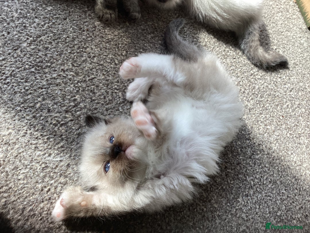 Ragdoll cats for sale: Adorable Ragdoll Kittens - Image 8