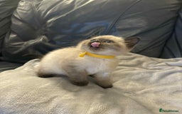 British Shorthair cats for sale: 5 gorgeous kittens available  - Image 3