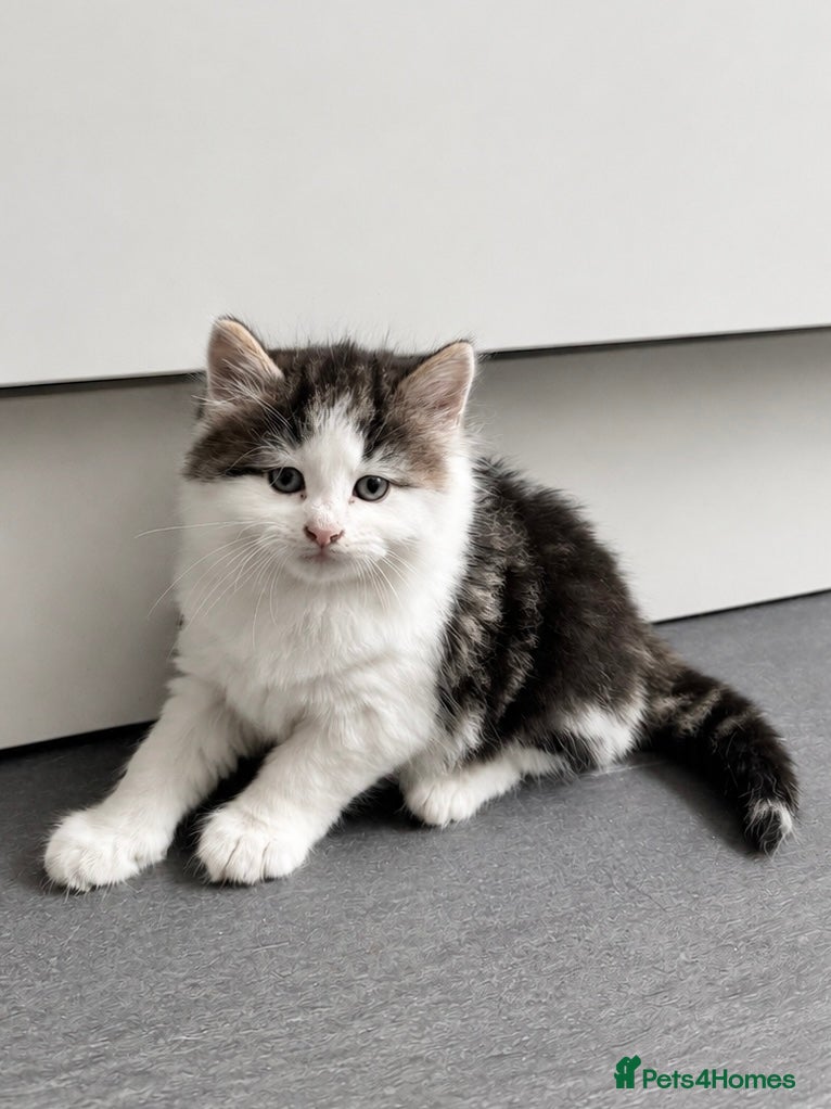 Mixed Breed cats 4 tabby patch kittens - Advert 2