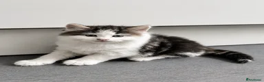 Kitten 4