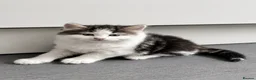 Mixed Breed cats for sale: 4 tabby patch kittens - Advert 2