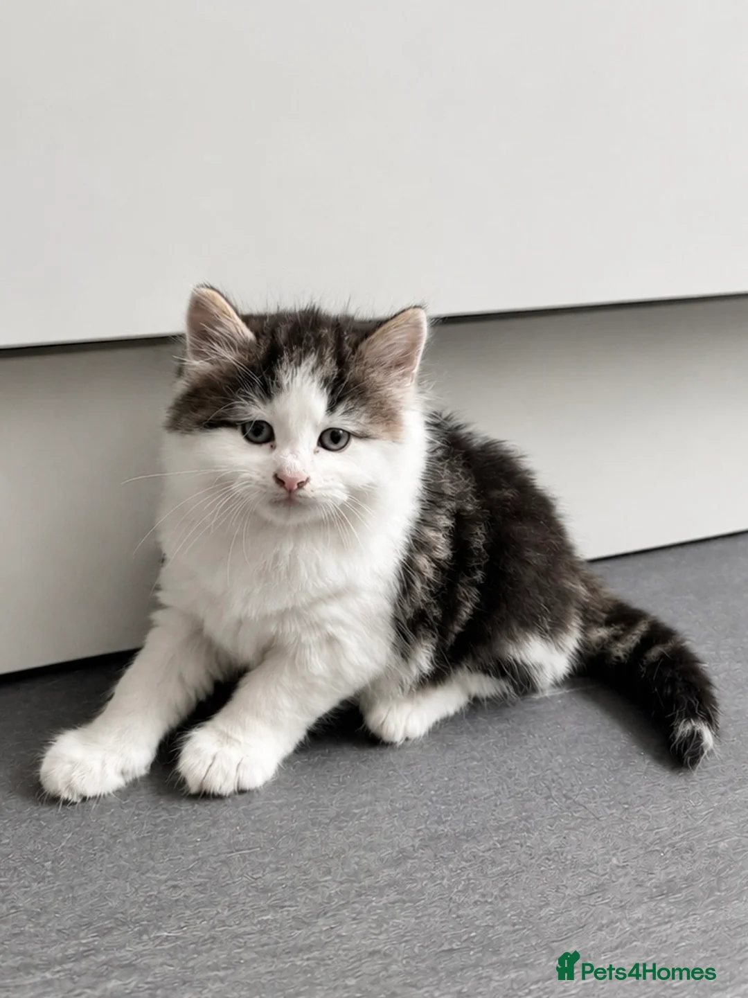 Mixed Breed cats for sale: 4 tabby patch kittens - Advert 2