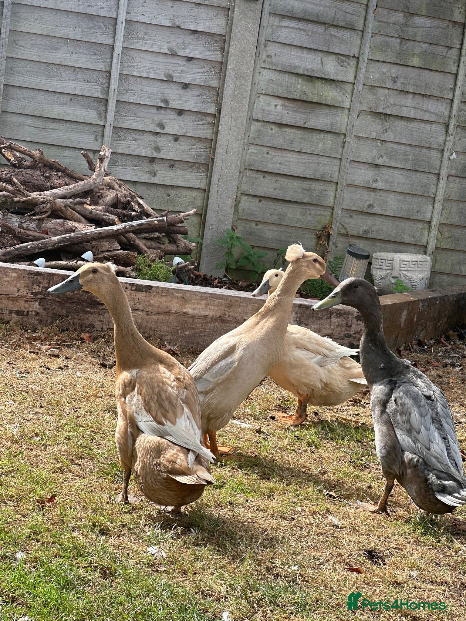 Ducks poultry Indian Runner Ducks - Advert 15