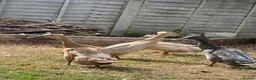 Ducks poultry for sale: Indian Runner Ducks in Colchester - Advert 1
